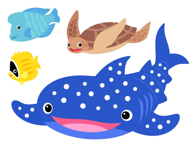 Illustration set of swimming sea creatures Illustration set of swimming sea creatures (whale shark, sea turtle, tropical fish) humphead wrasse stock illustrations