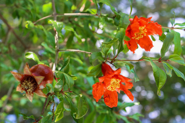 istock Young pomegranate and two flowers 1225480533