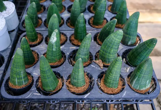 Photo of A group of Sansevieria Cylindrica (or Snake plant) arrangement in pot for selling in market.