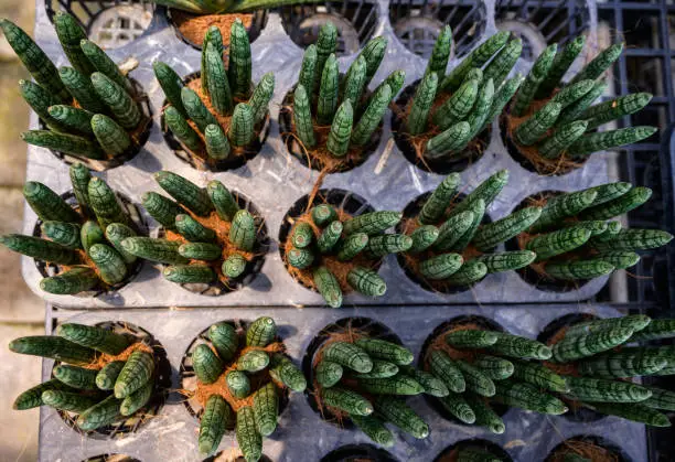 Photo of High angle view of Sansevieria Cylindrica (or Snake plant) arrangement in pot for selling in market.