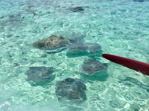 istock The Lagoon Cruising in Bora Bora, Frech Polynesia 1225482579
