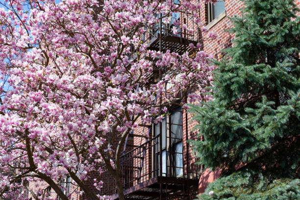 istock Beautiful Pink Magnolia Flowering Tree and a Green Evergreen Tree during Spring next to a Fire Escape on an Apartment Building in Astoria Queens New York 1225483346