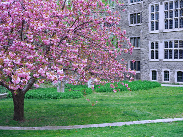 university campus with flowering crab apple tree