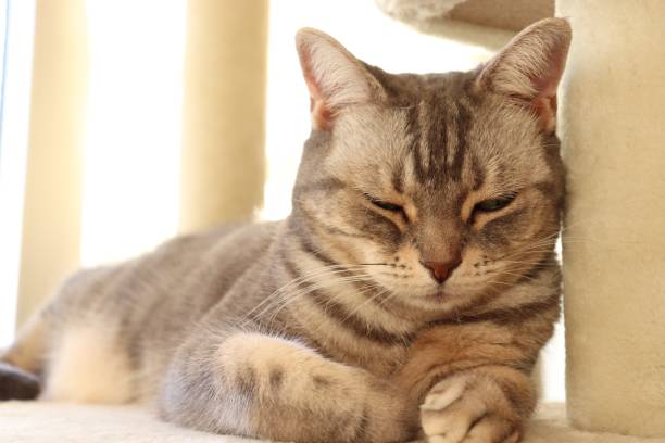 istock Cat relaxing in the sunlight. 1225484289