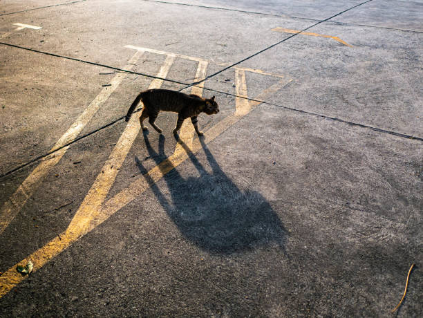 Street cat and its shadow