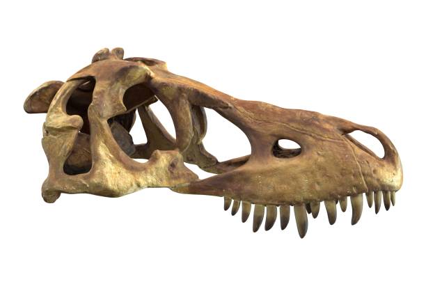 istock 3D render of Tyrannosaurus Rex Skull isolated on white. 1225484547