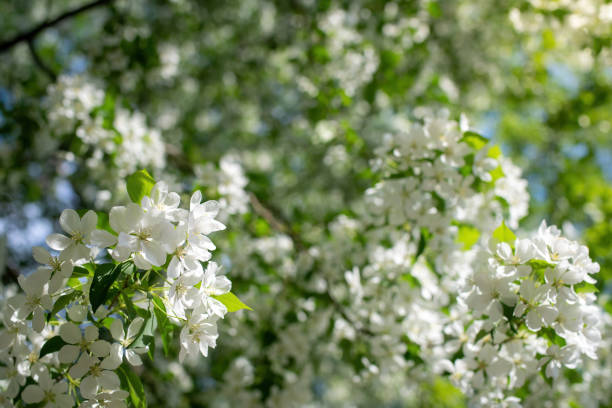istock Branch of a blossoming apple tree 1225484591