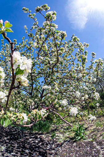 blooming Apple tree in the garden against the blue sky in spring, fish-eye