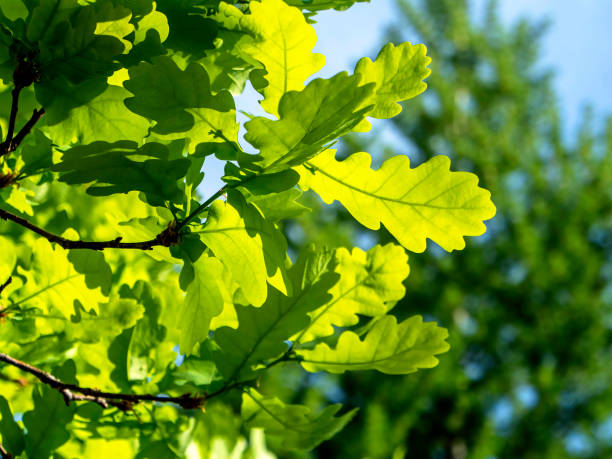 istock fresh tender green spring oak leaves 1225487824