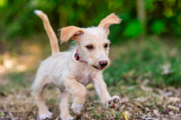 istock Puppy Dog Running Playing 1225489685
