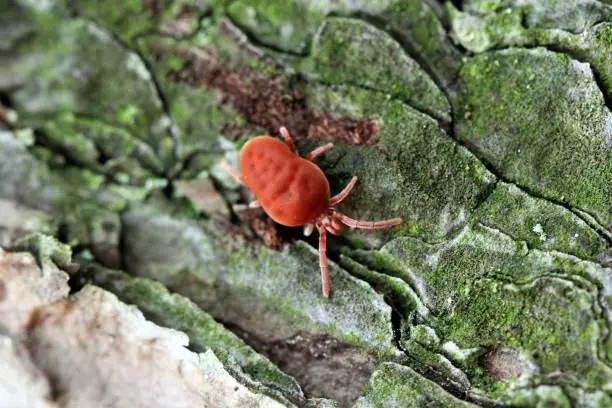 The tiny, red, velvety Clover Mite crawling over craggy pine bark