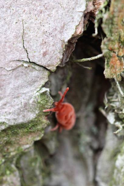 istock Bright Red Clover Mite on Pine Bark, Viewed from Above 1225490516
