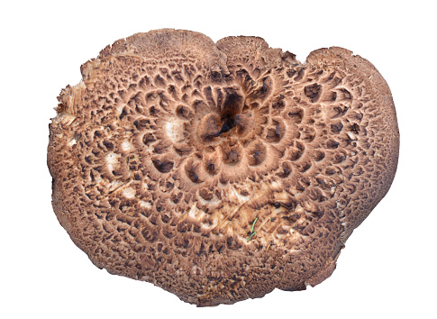 Edible, wild mushroom Sarcodon imbricatus, commonly known as the shingled hedgehog or scaly hedgehog. It is a species of tooth fungus growing on lichen and moss in a spruce forest, central Alaska.
