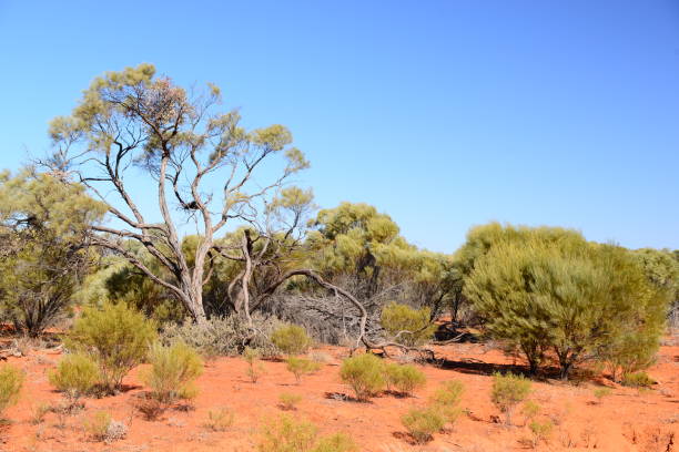 istock Scrub Country - Outback NSW 1225492752