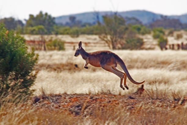 istock Western Red Kangaroo on the fly 1225492904