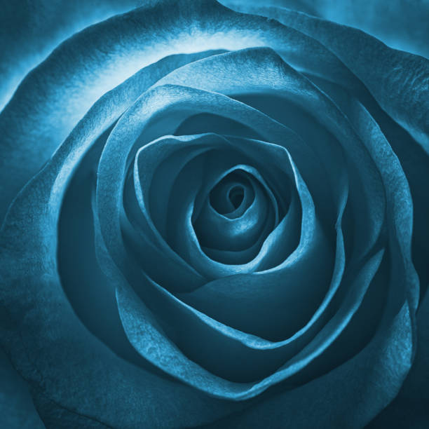 istock Blue rose swirl square background, studio shot 1225493990