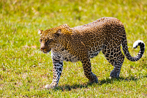 Close up leopard walking through grass on a sunny day. Photographed in the Maasai Mara plains Kenya, Africa.