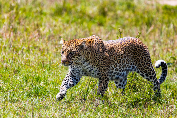 istock Close up leopard walking through grass on a sunny day 1225494611