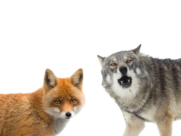 istock beautiful portraits of wolf and fox isolated on white 1225494857
