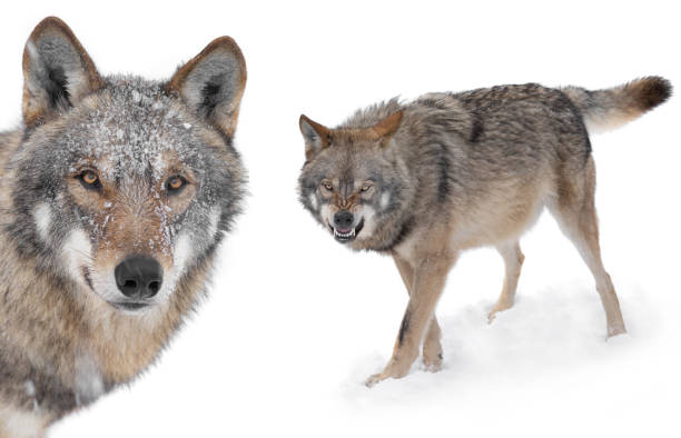 istock Collage of wolves in winter isolated on a white 1225494876