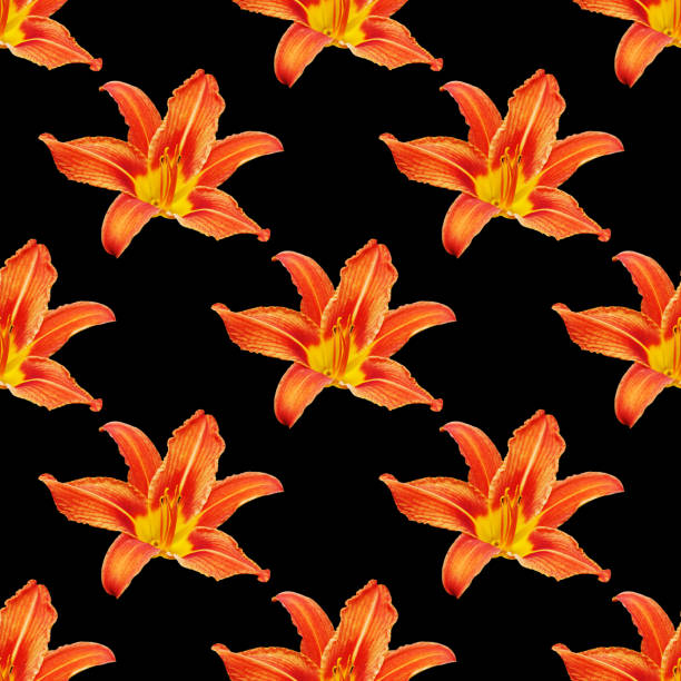 Seamless pattern orange lily flower black background isolated, red & yellow petals lilly repeating ornament, colorful daylily texture, lilies floral print, modern lillies wallpaper, day lily backdrop
