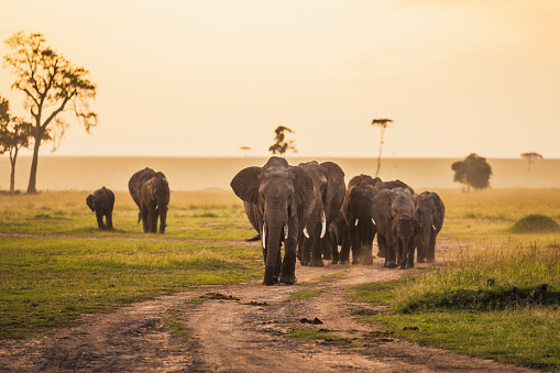 Herd of elephants walking towards camera during sunrise. Photographed in the Maasai Mara plains Kenya, Africa.