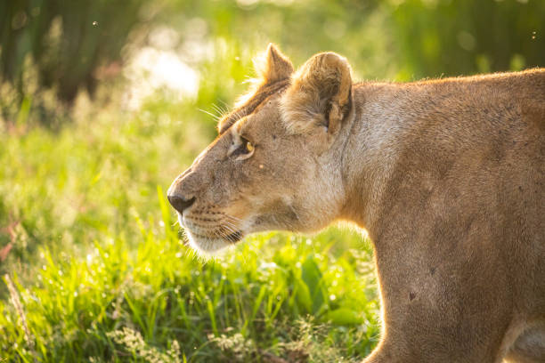 beautiful portrait of wild adult lioness