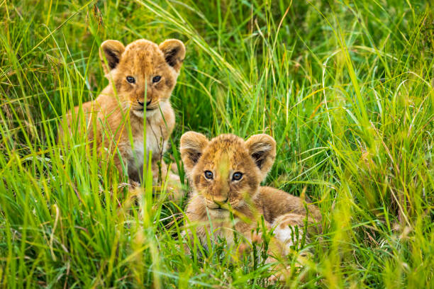 istock Cute lion cubs sitting in the long grass looking at camera 1225495630
