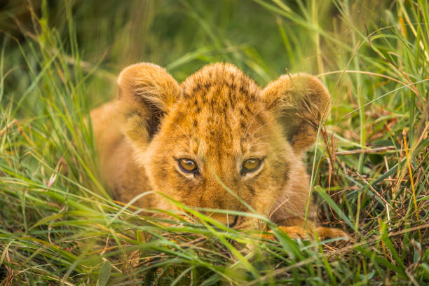 istock Cute lion cub sitting in the long grass looking at camera 1225495659
