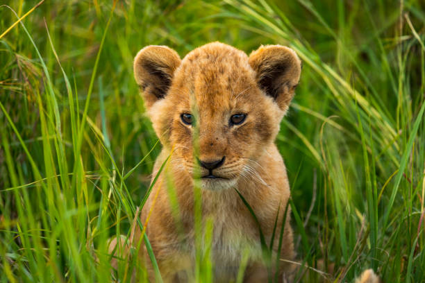 istock Cute lion cub sitting in the long grass looking at camera 1225495707