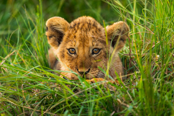 симпатичный львенок сидит в длинной траве, глядя на камеру - lion africa undomesticated cat portrait стоковые фото и изображения