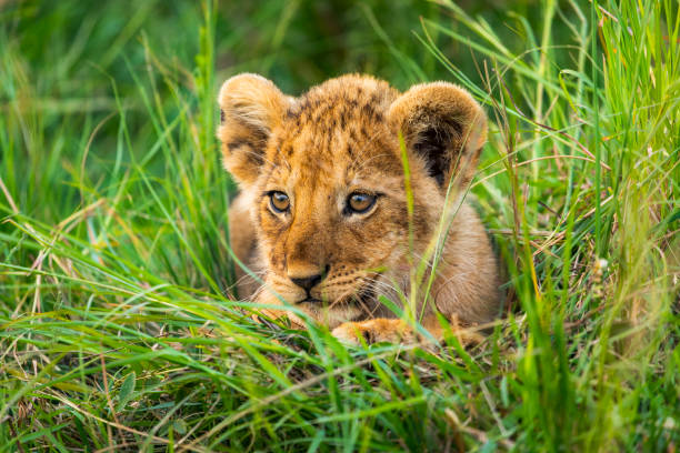 lindo cachorro de león sentado en la hierba larga - masai mara national reserve masai mara lion cub wild animals fotografías e imágenes de stock