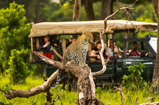 Leopard perched on a tree out in the open with a safari tour in the background. Photographed in the Maasai Mara plains Kenya, Africa.
