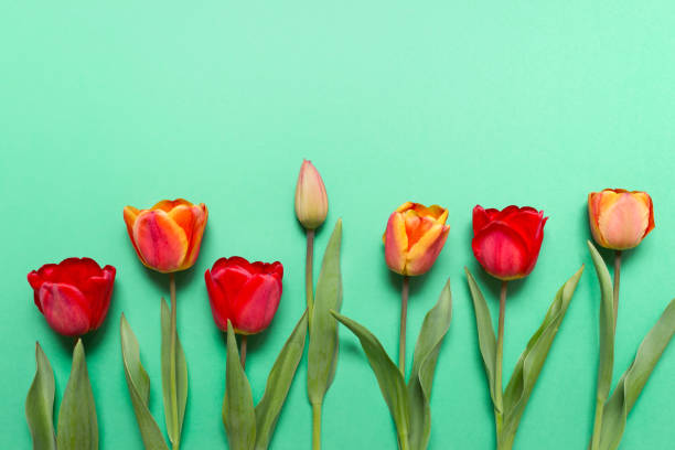 istock Spring flat lay with red tulips on green background 1225495813