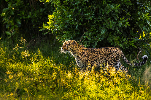 Close up of leopard stalking in bushland during afternoon light. Photographed in the Maasai Mara plains Kenya, Africa.