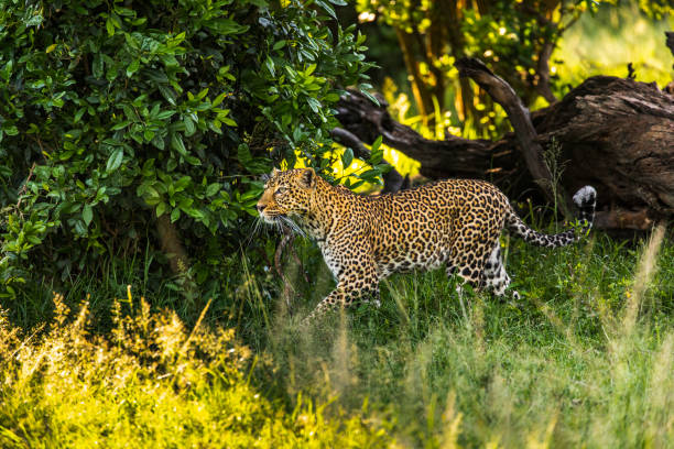 istock Leopard stalking in bushland during afternoon light 1225496494