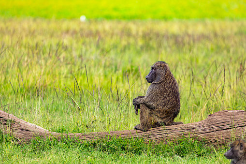 Baboon sitting on a log in the grasslands of Africa. Photographed in the Maasai Mara plains Kenya, Africa.