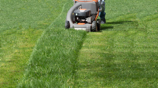 istock Man moves with lawnmower mows green grass 1225496801