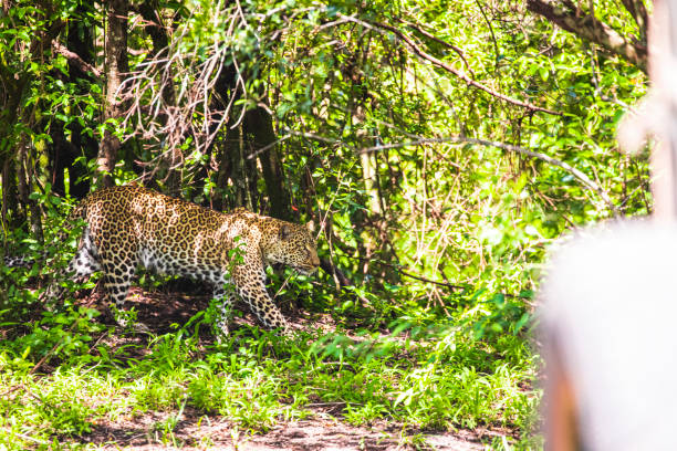 istock Close up of leopard stalking in bush 1225497512