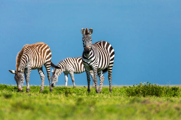 istock Zebras feeding on green grass with blue sky background 1225497654