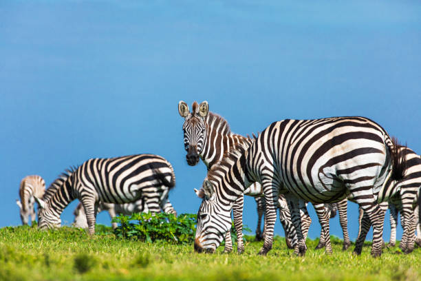 istock Zebras feeding on green grass with blue sky background 1225497675