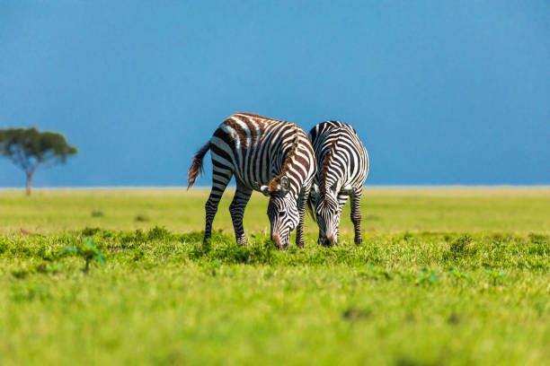 istock Zebras feeding on green grass with blue sky background 1225497701
