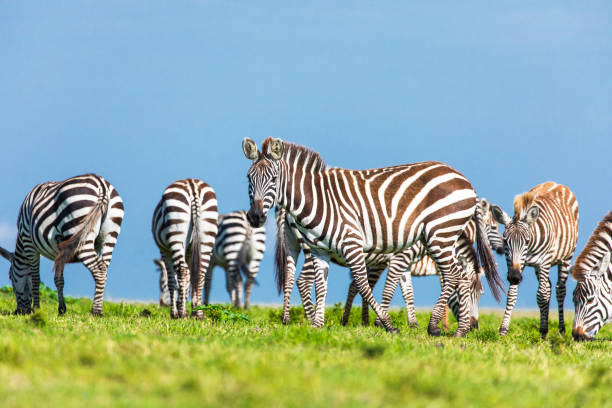 istock Zebras feeding on green grass with blue sky background 1225497722