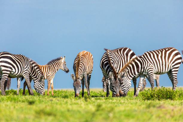 Zebras feeding on green grass with blue sky background