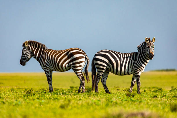 istock Zebras feeding on green grass with blue sky background 1225497791