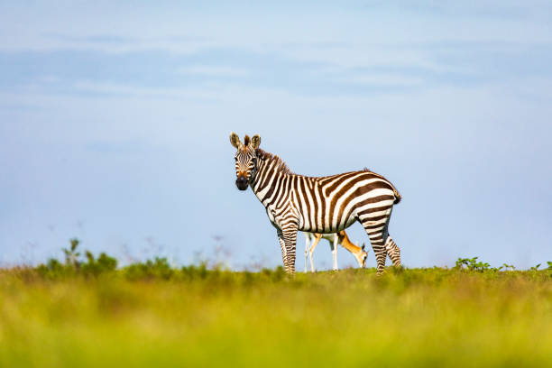 istock Single Zebra standing on green grass with blue sky background 1225497800