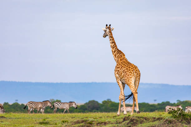 istock Giraffe walking amongst Zebra with blue sky background in the African plains 1225498639
