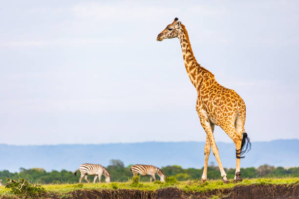 istock Giraffe walking amongst Zebra with blue sky background in the African plains 1225498664