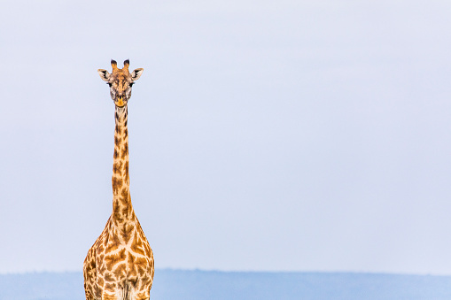 Giraffe standing tall in the plains of Africa with blue sky background. Photographed in the Maasai Mara, Kenya.