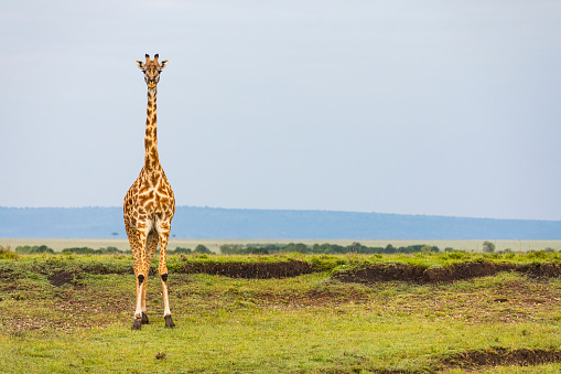 Giraffe standing tall in the plains of Africa with blue sky background. Photographed in the Maasai Mara, Kenya.